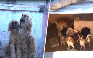 Video | Hombre mantenía más de 50 perros en criadero ilegal de La Florida: Estaban en pésimas condiciones
