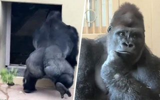 Video | Gorila de zoológico japonés se hace viral por su actitud casi "humana" tras altercado con hembra