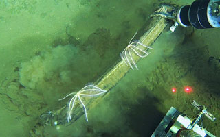 Descubren en el océano Índico el mayor cementerio de ballenas del mundo con restos de hasta 5 millones de años