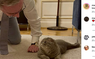 ¿Superará al pulpo Paul? Maximus, el gato del primer ministro belga que debuta como oráculo del Mundial 2026