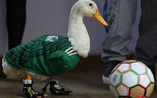 Merlín, el "pato mundialista" que es celebridad en México y la controversia por el registro de su nombre