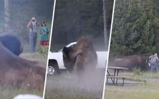 Video | Enorme bisonte embiste a un turista en Yellowstone: Hombre voló por los aires y sufrió heridas graves