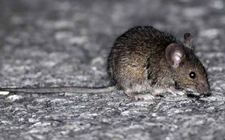 Minsal declara por primera vez alerta sanitaria por hantavirus desde las regiones de Atacama a Magallanes