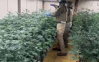 Operativo reabre debate en el Congreso por dispensarios de cannabis: Proponen limitarlos y reforzar fiscalización