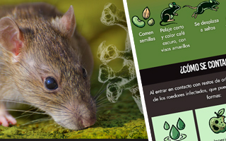 Alerta por hantavirus: Cómo se contagia, cuáles son los síntomas y recomendaciones para evitar riesgos