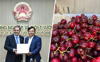 Luz de esperanza para las cerezas: Chile logra flexibilizar ingreso a Vietnam y espera seguir abriendo mercados