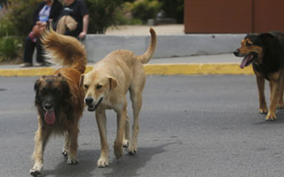 Cuerpo presentaba mordeduras asociadas a perros: Indagan muerte de adulto mayor en Antofagasta