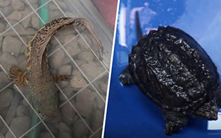 PDI incauta peces cabeza de serpiente y tortugas mordedoras desde mall chino: Hay un detenido