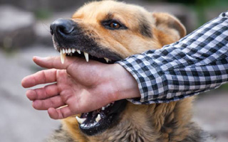 Chile es reconocido por ser el primer país de Sudamérica en erradicar la transmisión de rabia de perros a humanos