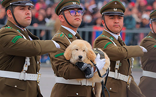 La Parada Militar en fotos: Las imágenes que dejó el desfile en honor a las Glorias del Ejército 2026