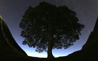 "Signos prometedores": Centenario "árbol de Robin Hood" podría "revivir" a tres años de ser talado por vándalos
