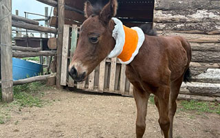 Fotos | Así fue el nacimiento de "Capacidad 01", la primera potranca clonada en Chile