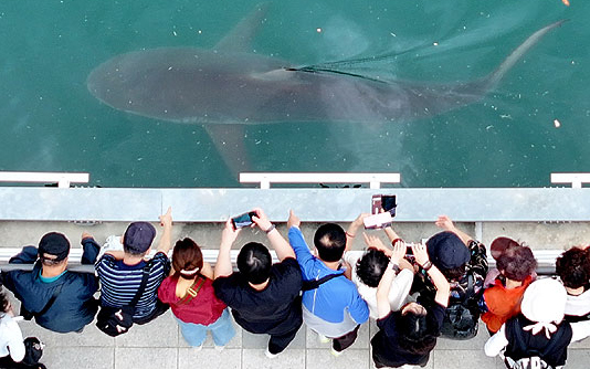 600 mil personas han ido a verlo: Un tiburón de 3,5 metros causa sensación en ciudad portuaria de Corea del Sur