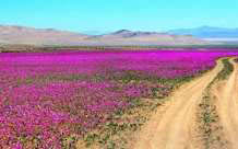 Polémica en Atacama: Copiapó se promociona como "capital del Desierto Florido" y Vallenar reclama