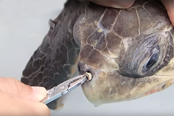 Conmovedor video muestra el sufrimiento de una tortuga por culpa de una bombilla plástica