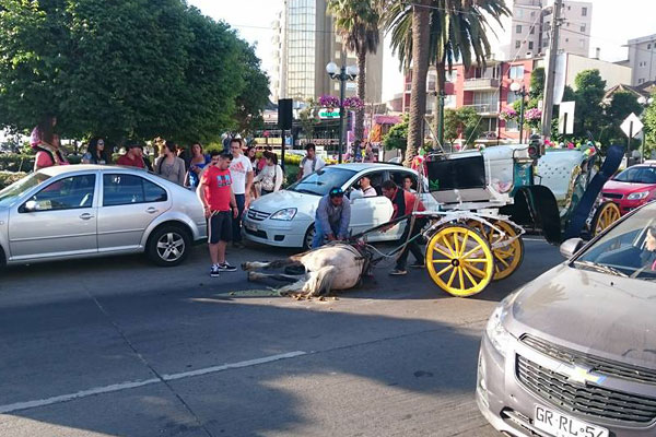 Viña del Mar: Municipio se querelló por maltrato animal en coches victoria