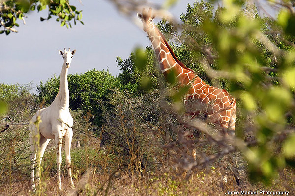 Avistan a rara jirafa blanca en Kenia: fotógrafo logró retratarla