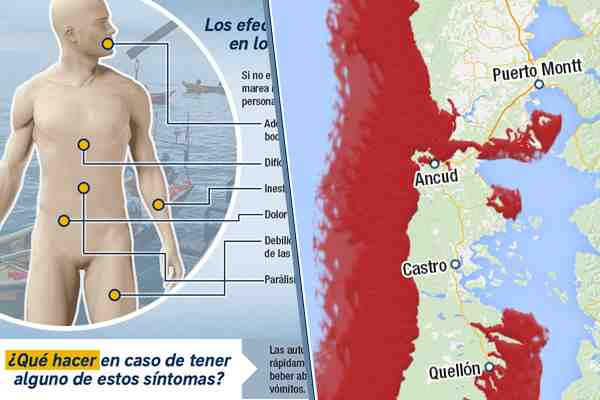 Infografía: Qué es las marea roja y cuáles son los efectos que tiene en la salud de las personas