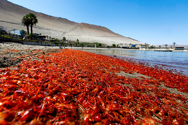 Cuál es la relación entre el fenómeno de El Niño y las varazones en la costa de Chile