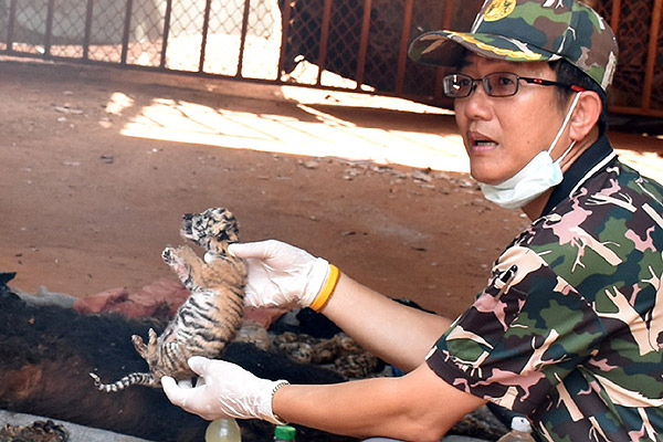 Descubren 40 crías de tigre muertas en polémico 