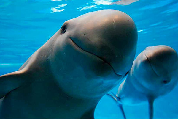 Peligro de extinción: Ambientalistas piden solidaridad internacional para salvar la vaquita marina