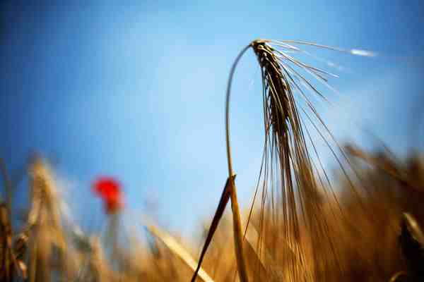 Las emisiones de metano en la Tierra son hasta 110% más altas de lo que se estimaba