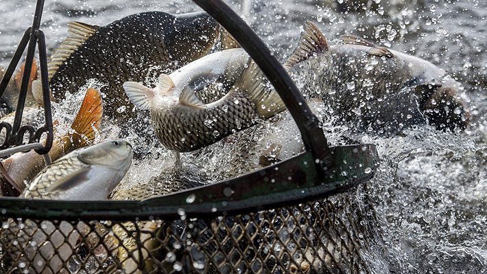 La FAO pide a Latinoamérica que blinde sus puertos para combatir la pesca ilegal