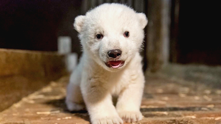 Tristeza entre berlineses: murió Fritz, la cría de oso polar que se convertiría en la nueva mascota de la ciudad