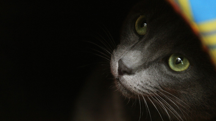 Colombia dicta su primera condena por maltrato animal tras escalofriante caso con gatos