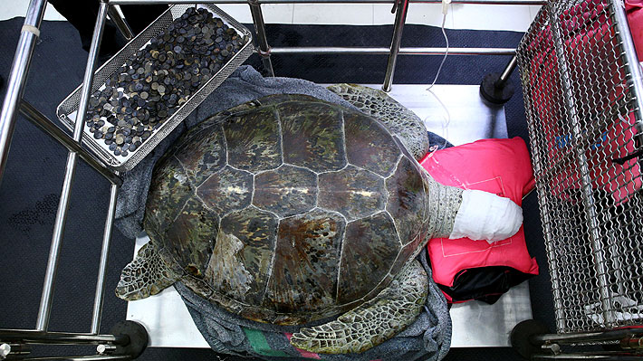 ¡Increíble! Tortuga marina tailandesa tenía casi 1.000 monedas en su estómago