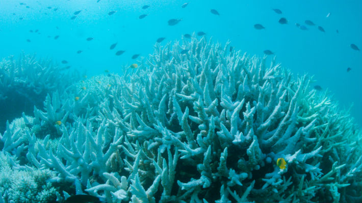 Por segundo año, el blanqueo de corales en Australia afecta 1.500 kilómetros de la Gran Barrera