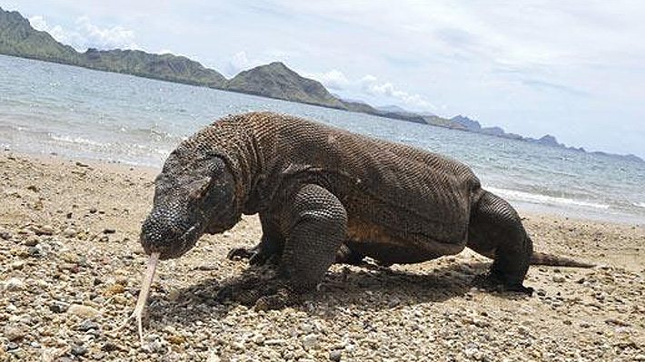 Es el reptil venenoso más grande del mundo: Un dragón de Komodo atacó a un turista en Indonesia