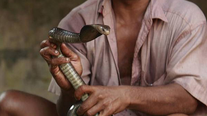 Un encantador de serpientes muere mordido por su reptil en la plaza de Marrakech