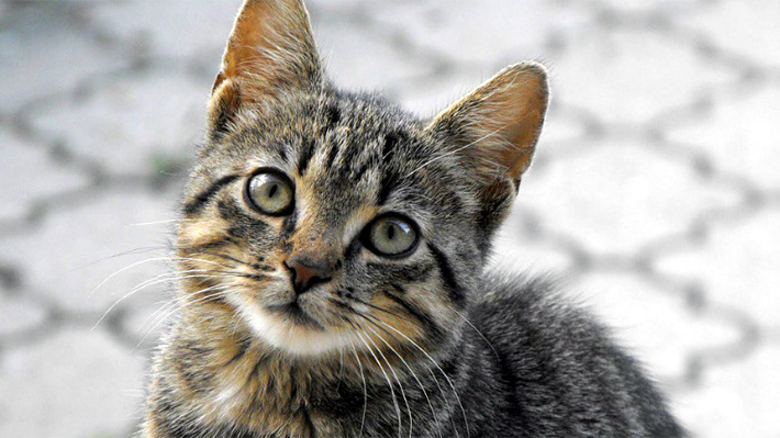 Se calculan 200 felinos muertos en las últimas semanas: 