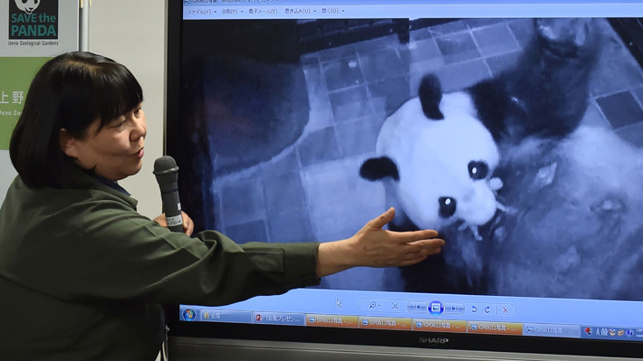 Nace por primera vez en 5 años un oso panda gigante en un zoológico de Tokio