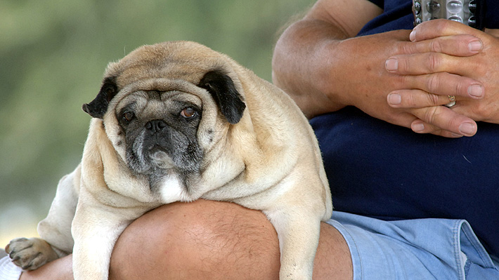 La obesidad también es un problema que afecta a las mascotas en Estados Unidos