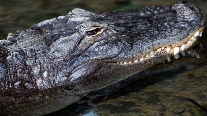 Hombre fue atacado por un cocodrilo mientras orinaba en una laguna de Cancún  