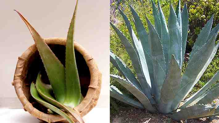 Vlogger china casi muere tras confundir una planta tóxica con aloe vera y comerla en vivo