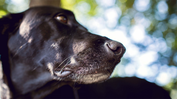 Sospechan del uso de plaguicida: 220 perros han muerto por envenenamiento en un pueblo argentino