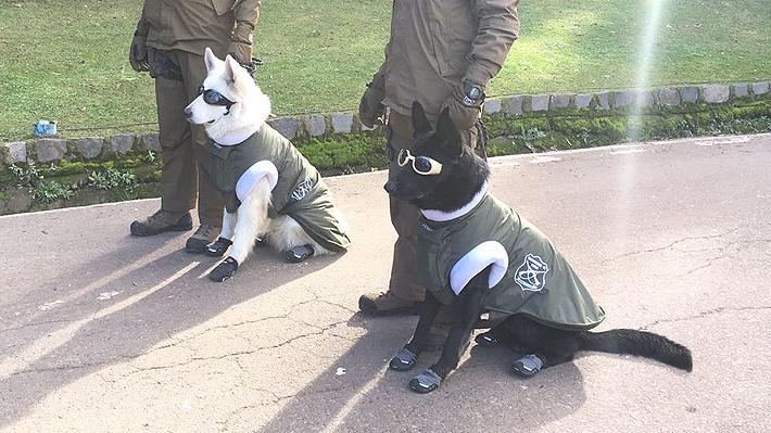 Lentes, zapatos y capa: las llamativas prendas que usarán los perros policiales en la nieve