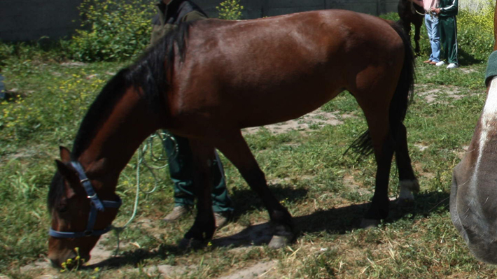 Denuncian maltrato animal: Video muestra a caballos arrastrados por la calle en Chillán