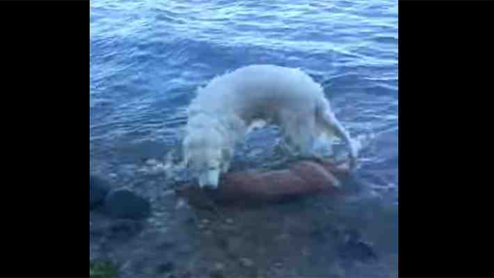 Video: Mira el increíble momento en el que un perro héroe salva a un ciervo de morir ahogado