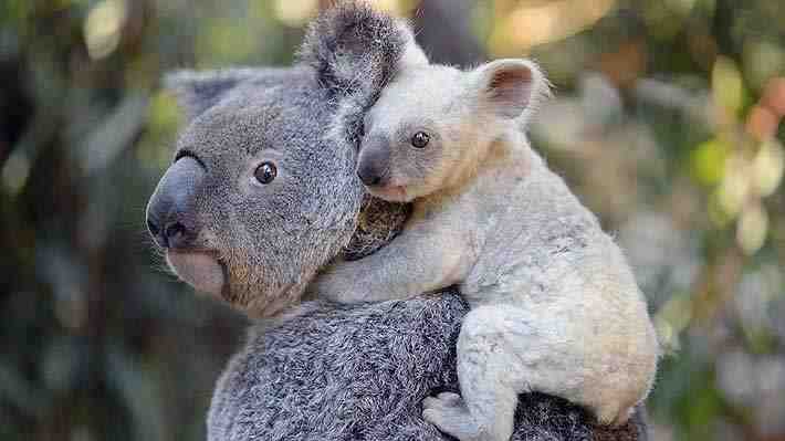 Científicos descubren cómo se transmite el virus que daña el sistema inmunológico de los koalas