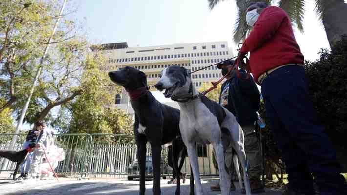 Diputados rechazan proyecto que buscaba prohibir las carreras de perros: Abstenciones marcaron la votación