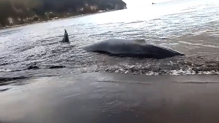 Pescadores y vecinos logran devolver ballena al mar que se encontraba varada en Hualpén