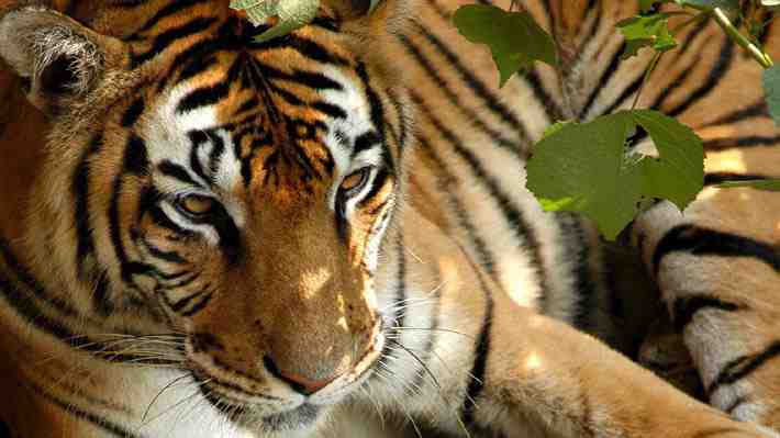 Instalarán 4 mil cámaras y se identificará a cada animal por sus rayas: Nepal comienza a censar a sus tigres de Bengala