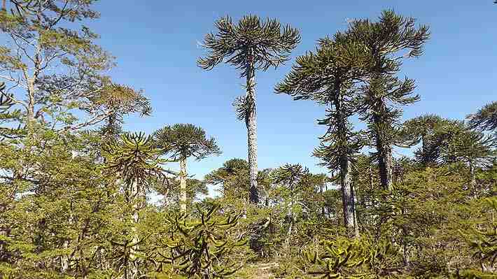 Una de cada 10 araucarias adulta muere debido al cambio climático y un hongo oportunista
