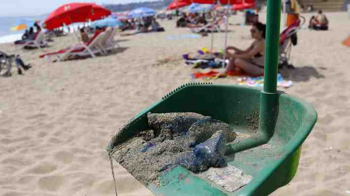 Hallan fragatas portuguesas en algunas playas de la Región de Valparaíso y llaman a no manipularlas