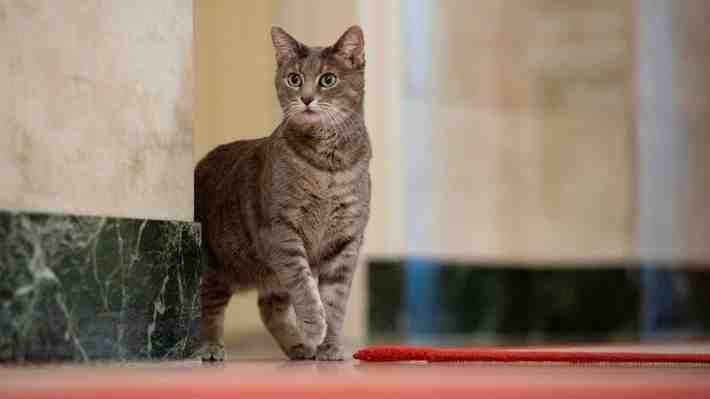 Willow, una gata atigrada, es la nueva mascota de Joe y Jill Biden en la Casa Blanca