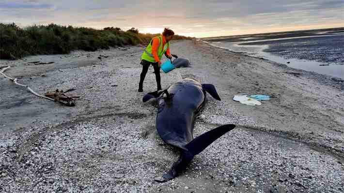 Muere un grupo de 29 ballenas tras quedar varadas en playa de Nueva Zelandia